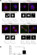 alpha Tubulin Antibody in Immunocytochemistry, Immunohistochemistry (ICC/IF, IHC)