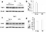 TNF alpha Antibody in Western Blot (WB)