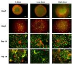 PAX6 Antibody in Immunocytochemistry (ICC/IF)