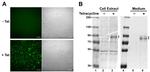 SEMA3C Antibody in Western Blot (WB)