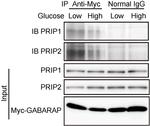 Myc Tag Antibody in Western Blot, Immunoprecipitation (WB, IP)
