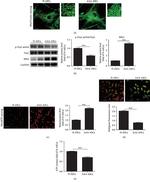 Phospho-DRP1 (Ser616) Antibody in Western Blot (WB)