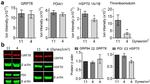 PDI Antibody in Western Blot (WB)