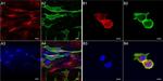 CD105 Antibody in Immunocytochemistry (ICC/IF)