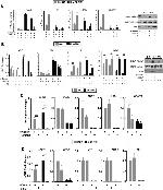 NCoR2 Antibody in Western Blot (WB)