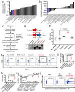 CD279 (PD-1) Antibody in Flow Cytometry (Flow)