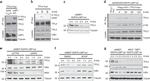 NFkB p105 Antibody in Western Blot (WB)