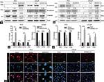 ZEB1 Antibody in Western Blot (WB)