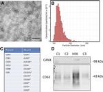 CD63 Antibody in Western Blot (WB)