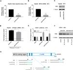 PXR Antibody in Western Blot (WB)