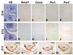 CLOCK Antibody in Immunohistochemistry (IHC)