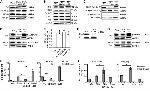 HIV1 Tat Antibody in Western Blot (WB)