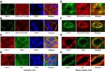 Caveolin 1 Antibody in Immunocytochemistry (ICC/IF)