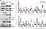 Phospho-FAK (Tyr397) Antibody in Western Blot (WB)