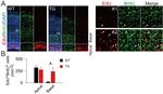 BrdU Antibody in Immunohistochemistry (Frozen) (IHC (F))