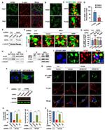 GFP Antibody in Western Blot, Immunoprecipitation (WB, IP)