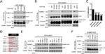 VCP Antibody in Western Blot (WB)