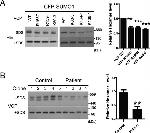 VCP Antibody in Western Blot (WB)