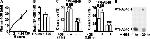 beta Amyloid (1-40) Antibody in ELISA (ELISA)