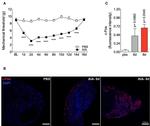 c-Fos Antibody in Immunohistochemistry (IHC)