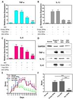 GAPDH Antibody in Western Blot (WB)