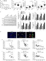 CD4 Antibody in Immunohistochemistry (IHC)