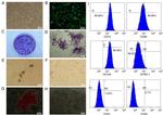 STRO-1 Antibody in Flow Cytometry (Flow)