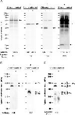 SDHA Antibody in Western Blot (WB)