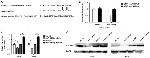 MEKK1 Antibody in Western Blot (WB)