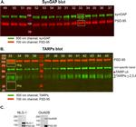 SynGAP Antibody in Western Blot (WB)