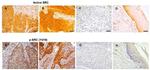 SRC (active) Antibody in Immunohistochemistry (IHC)