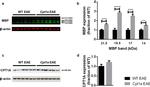 beta Actin Antibody in Western Blot (WB)