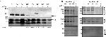 O-linked N-acetylglucosamine (O-GlcNAc) Antibody in Western Blot (WB)