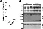 O-linked N-acetylglucosamine (O-GlcNAc) Antibody in Western Blot (WB)