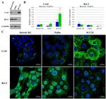 Bcl-2 Antibody in Immunocytochemistry (ICC/IF)