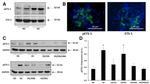 Phospho-ETS1 (Thr38) Antibody in Western Blot, Immunohistochemistry (WB, IHC)