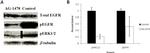 Phospho-EGFR (Tyr1086) Antibody in Western Blot (WB)