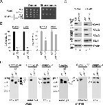 Porin Antibody in Western Blot (WB)