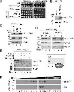 PGK1 Antibody in Western Blot (WB)