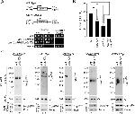 Porin Antibody in Western Blot (WB)