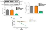 KIF2A Antibody in Western Blot (WB)