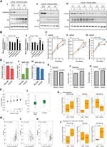 Androgen Receptor Antibody in Western Blot (WB)