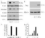 Phospho-STAT1 (Tyr701) Antibody in Western Blot (WB)