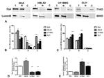 Lamin B1 Antibody in Western Blot (WB)