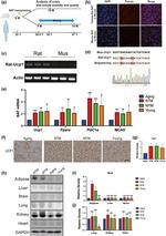 HLA-ABC Antibody in Western Blot (WB)