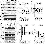 PSMA2 Antibody in Western Blot (WB)