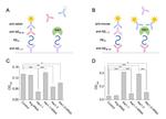 beta Amyloid Antibody in ELISA (ELISA)