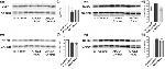 GAPDH Antibody in Western Blot (WB)