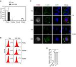 CD11a Antibody in Flow Cytometry (Flow)