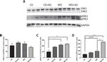 ERK1/ERK2 Antibody in Western Blot (WB)